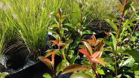 La station CDHRC a entamé des essais pour un projet sur la production écoresponsable. ©CDHRC